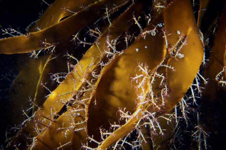 DESCUBRE... SCHEHEREZADE DE RIMSKY-KORSAKOV